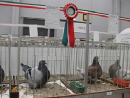 Modena güvercin ırk birincisi