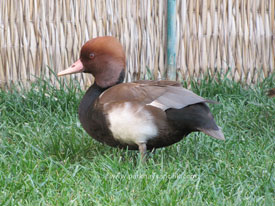 Pochard ördeği