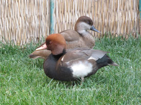 Pochard ördeği