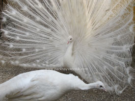 Beyaz Tavuskuşu