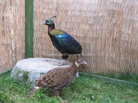 Himalayan Monal Sülünü