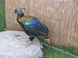 Himalayan Monal Sülünü