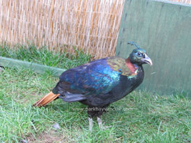 Himalayan Monal Sülünü