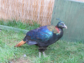 Himalayan Monal Sülünü