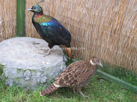 Himalayan Monal Sülünü