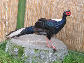 Swinhoe Sülünü  ( Swinhoe’s pheasant )  