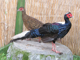 Swinhoe Sülünü ( Swinhoe’s pheasant )