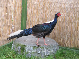 Swinhoe Sülünü  ( Swinhoe’s pheasant )  