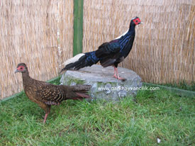 Swinhoe Sülünü  ( Swinhoe’s pheasant )  