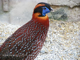 TEMMİNCK'S TRAGOPAN SÜLÜNÜ