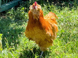 Mavi Yumurtacı - Ameraucana