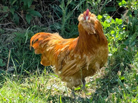 Mavi Yumurtacı - Ameraucana