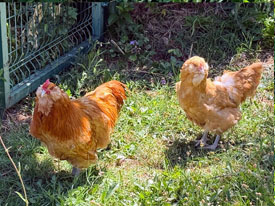 Mavi Yumurtacı - Ameraucana