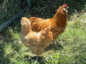 Mavi Yumurtacı - Ameraucana