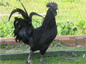 ayyamcemani