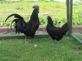 ayyamcemani