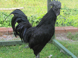 ayyamcemani