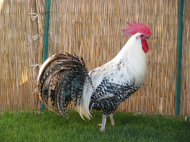 BREAKEL