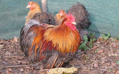 Gold Partridge cüce cochin