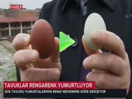 TRT HABER TV