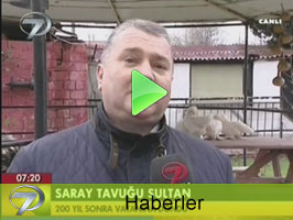 HABER 7 TV (HABERLER)