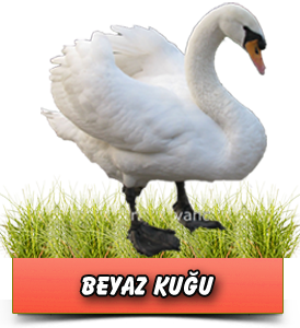 [Resim: beyazkugu.png]