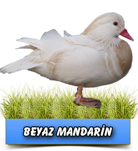 [Resim: beyazman.png]