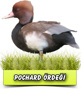 [Resim: pochard.png]