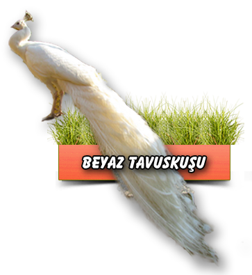 Beyaz Tavuskuşu