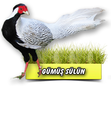 Gümüş Sülün