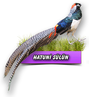 Hatuni Sülün