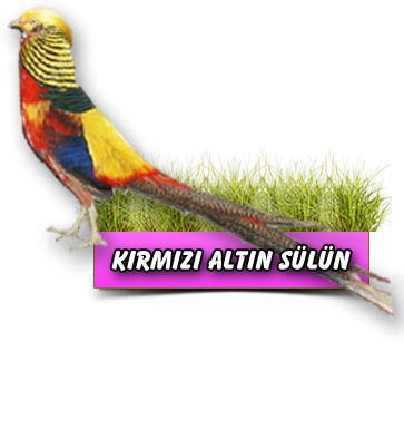 Kırmızı Altın Sülün