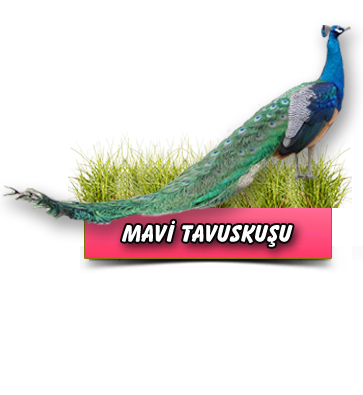 Mavi Tavus Kuşu