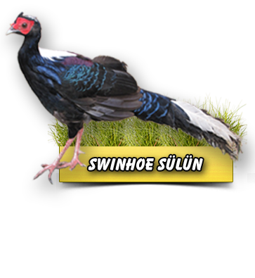 Swinhoe Sülün