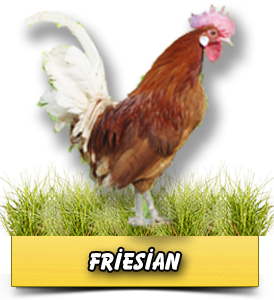 Friesian