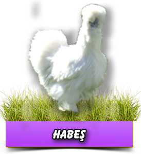 HABEŞ ( SILKIES )