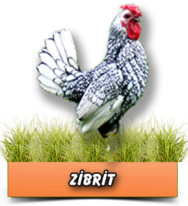 Zibrit