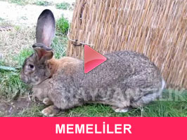 MEMELİLER