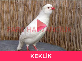 KEKLİK